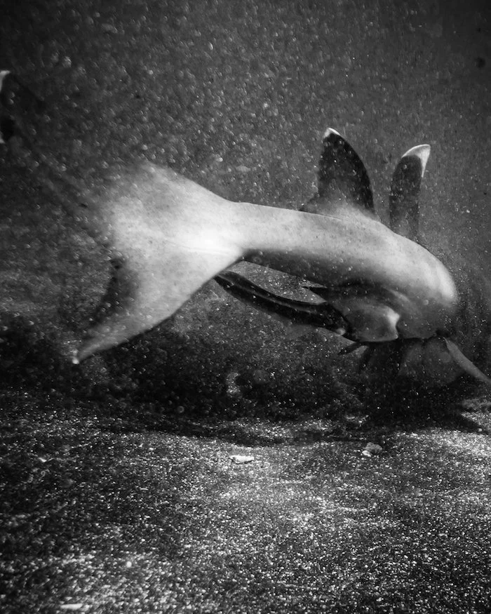 Best Underwater Photography Settings for Sony A7III — Ryuta Ogawa