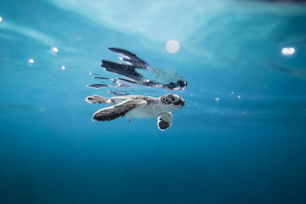 Best Camera Settings For Underwater Photography — Ryuta Ogawa