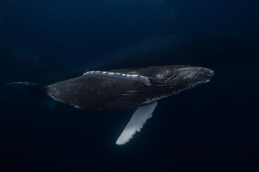 Best Camera Settings For Underwater Photography — Ryuta Ogawa