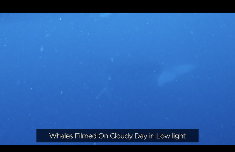 Gopro hero 10 black underwater footage on a cloudy overcast day