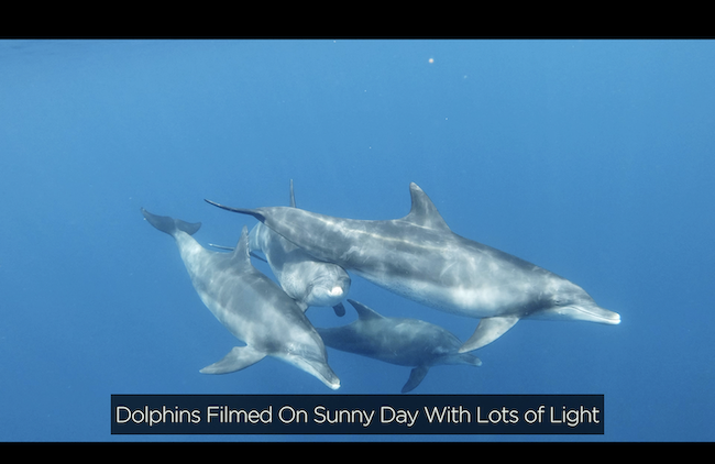 Gopro hero 8 black underwater footage on a clear sunny day