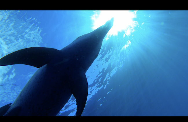 gopro hero 8 underwater video tips