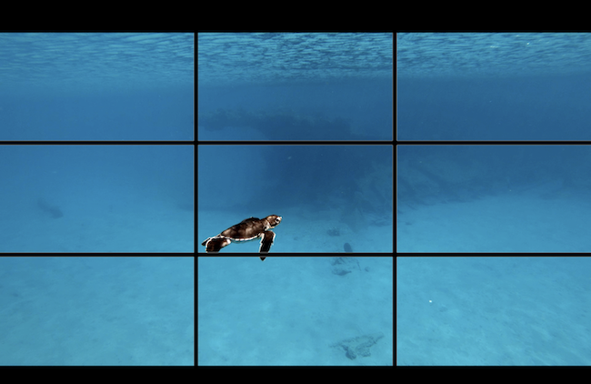 baby green sea turtle gopro hero 10 black