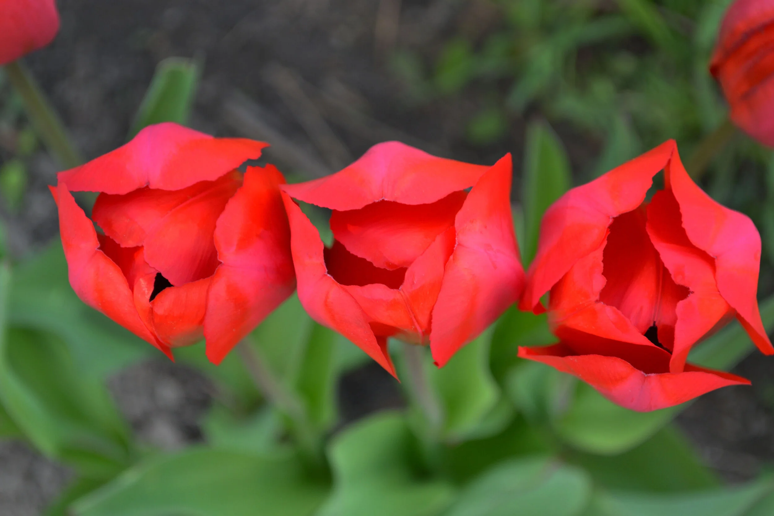 roses1.jpg