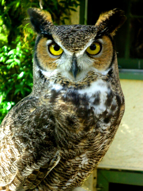 Great Horned Owl — Deborah Santana