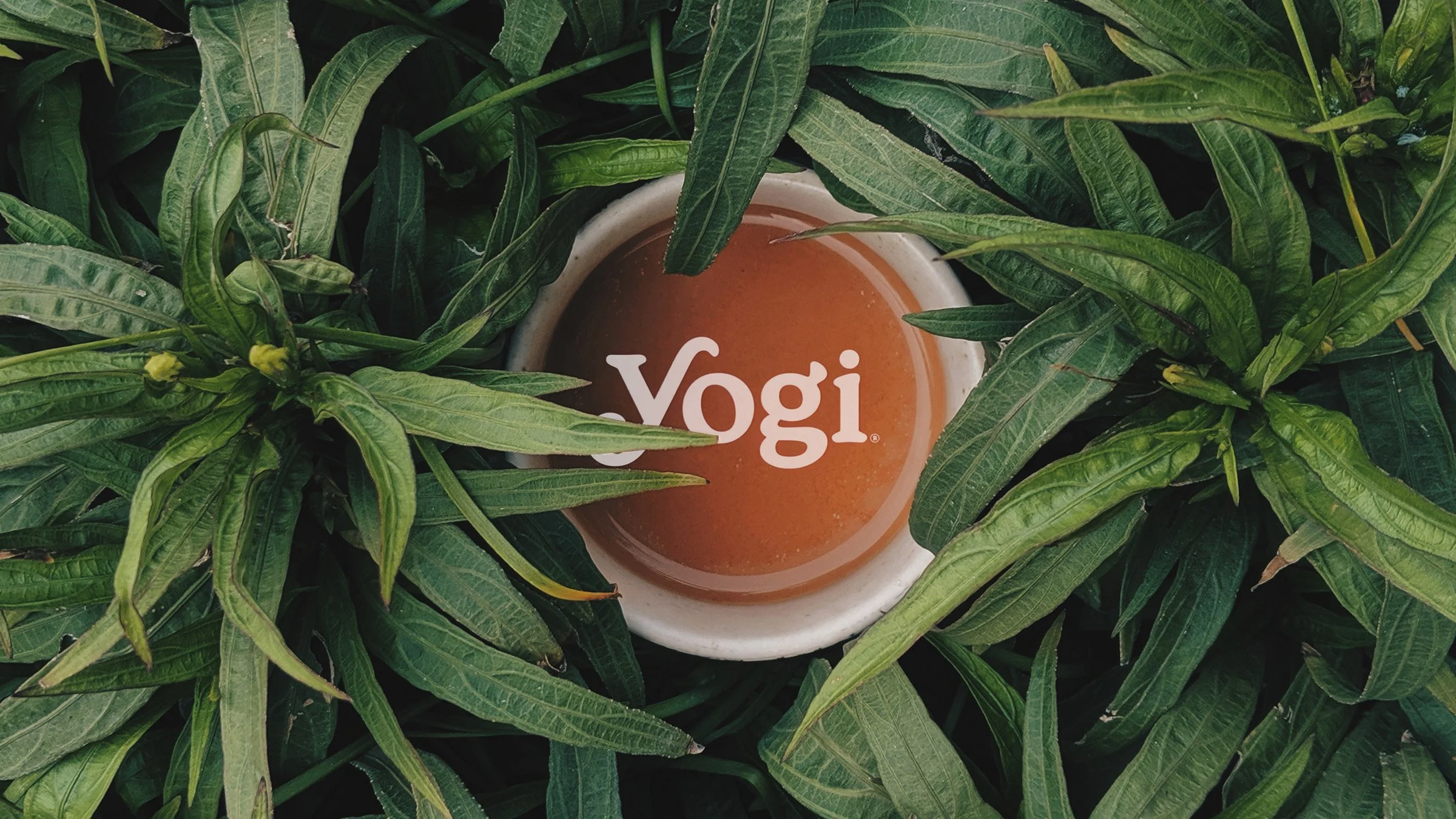 1Yogi_.jpg