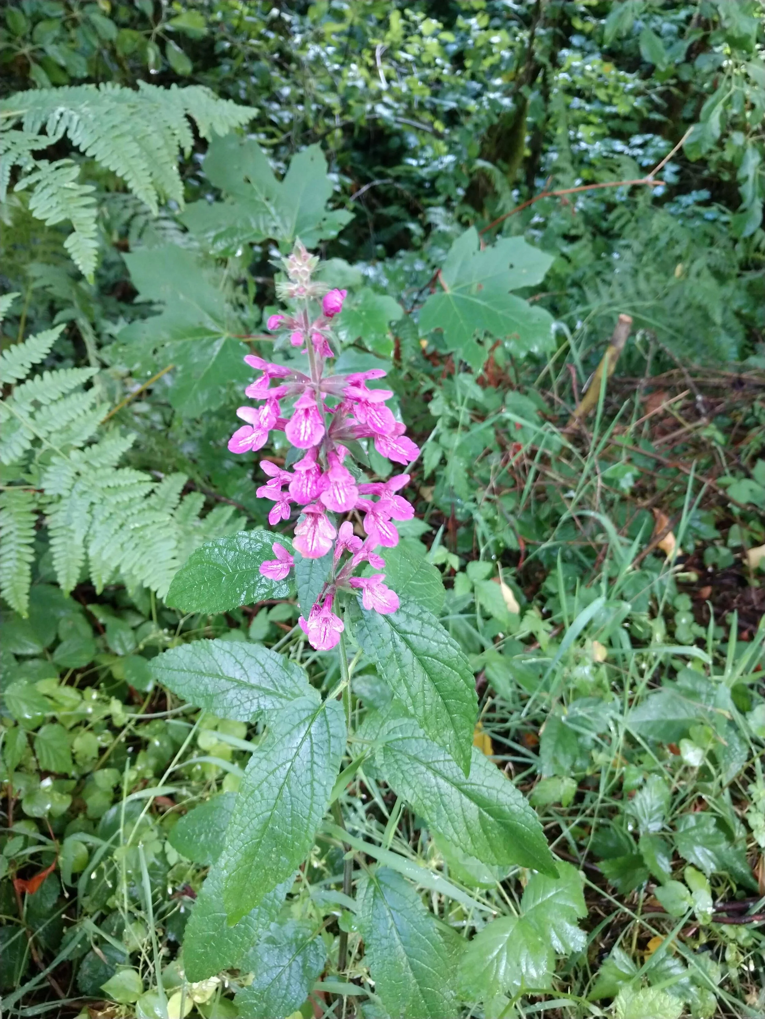 Photo Gallery — Native Plant Society of Oregon Portland