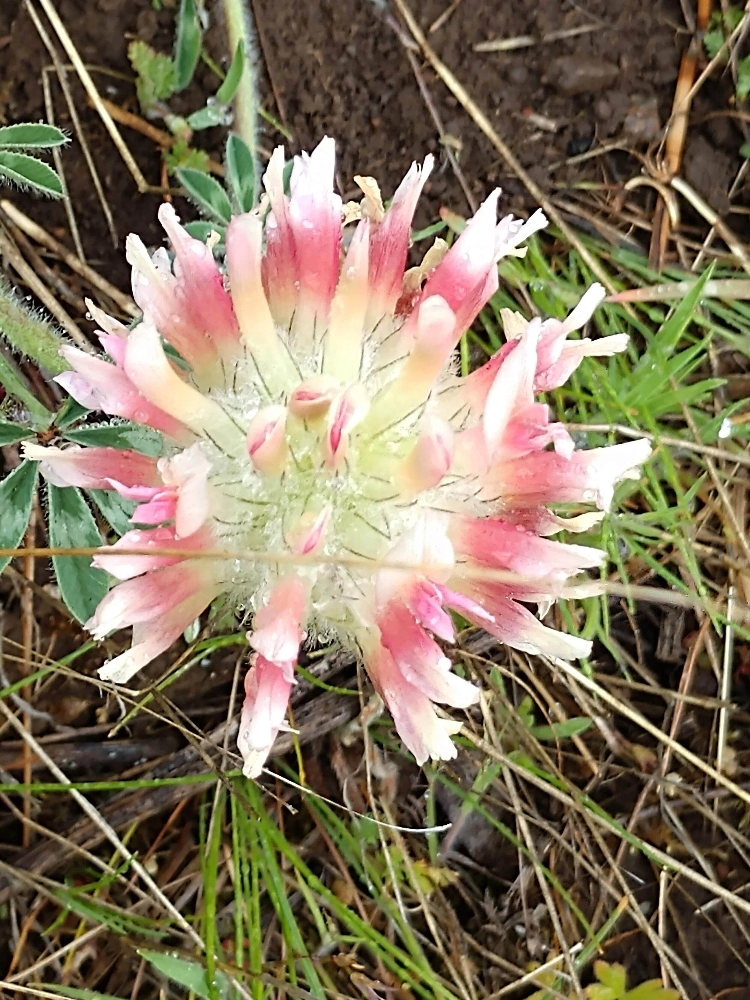 Photo Gallery — Native Plant Society of Oregon Portland