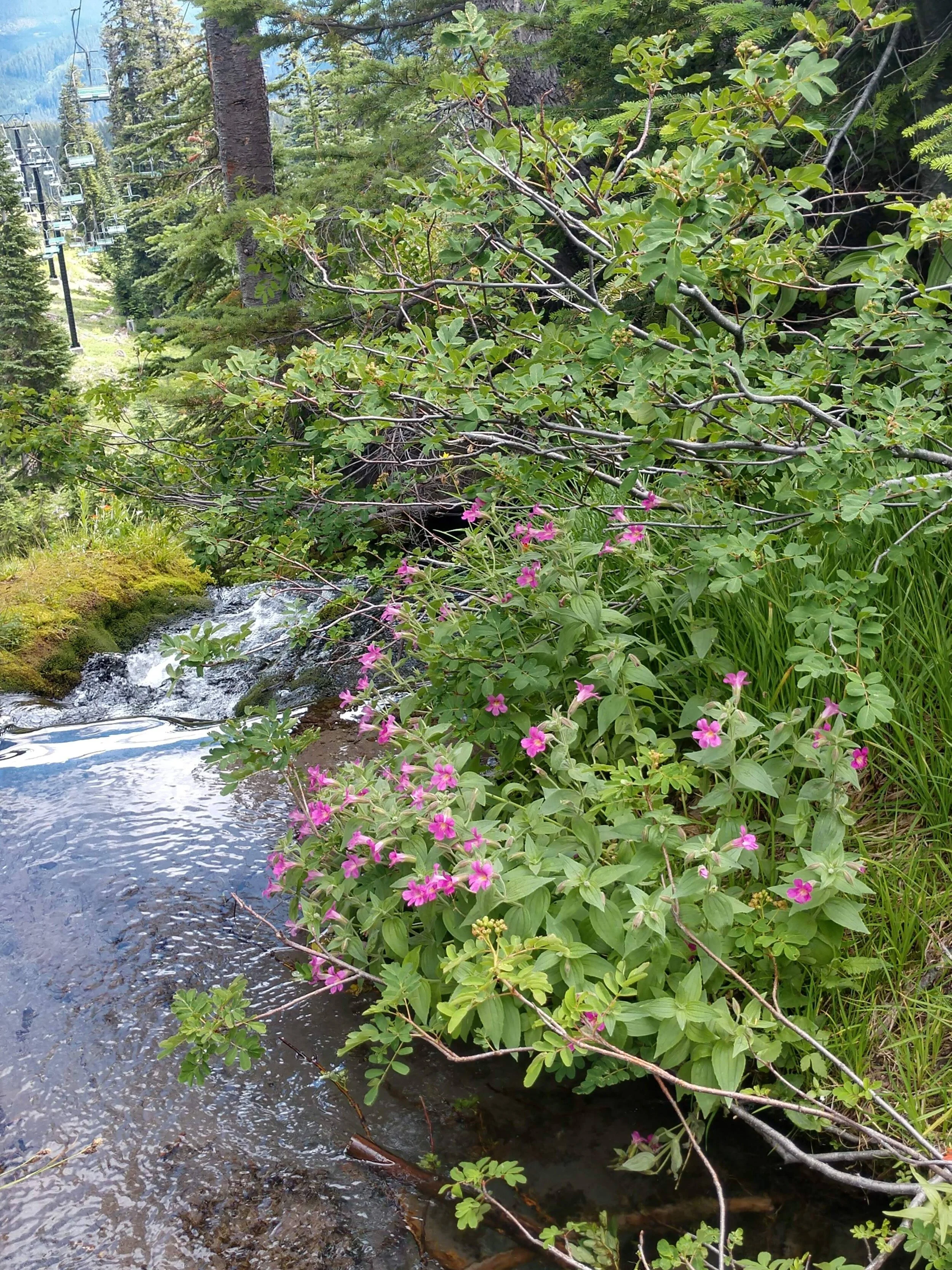 Photo Gallery — Native Plant Society of Oregon Portland