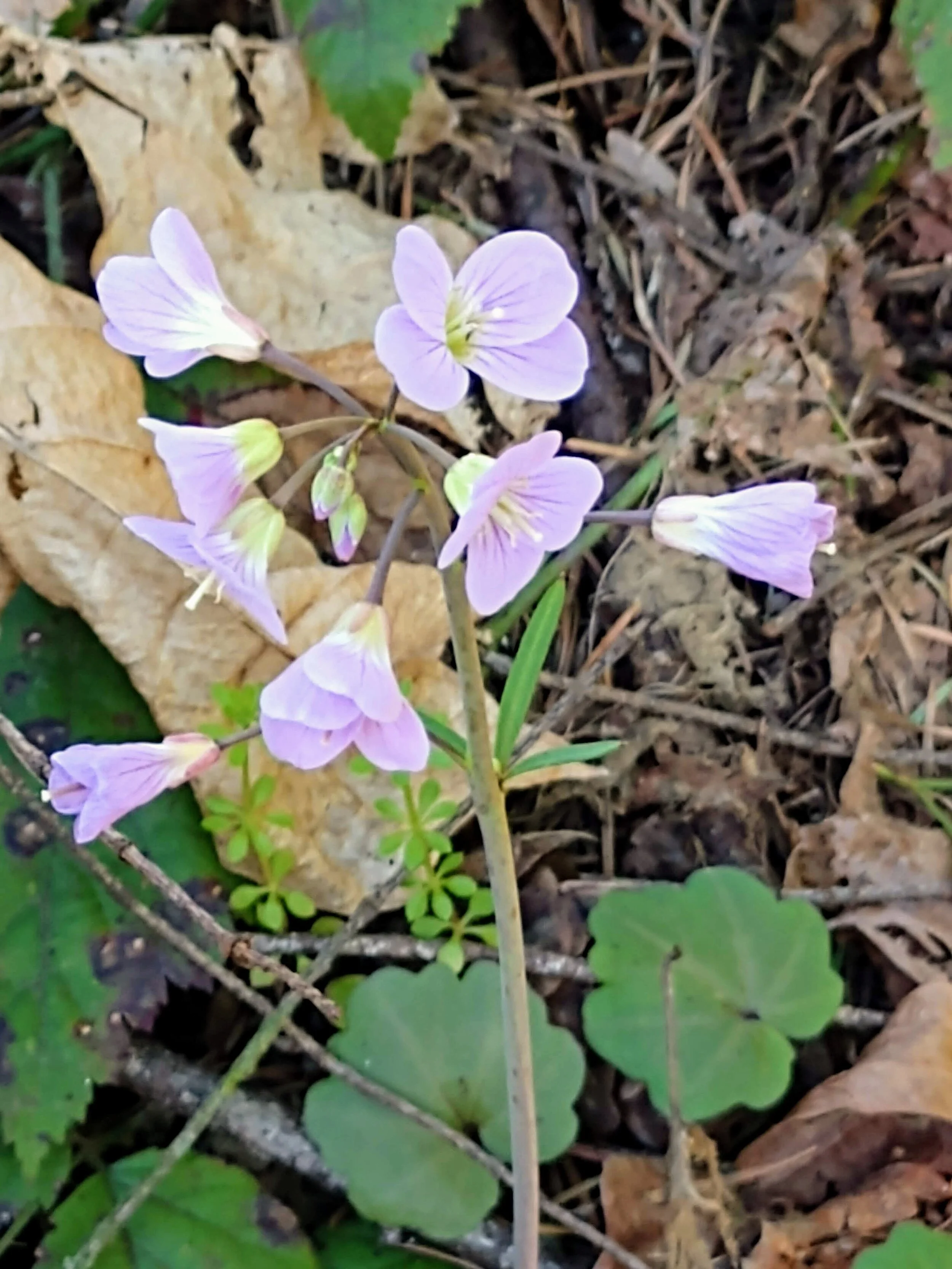 Photo Gallery — Native Plant Society of Oregon Portland
