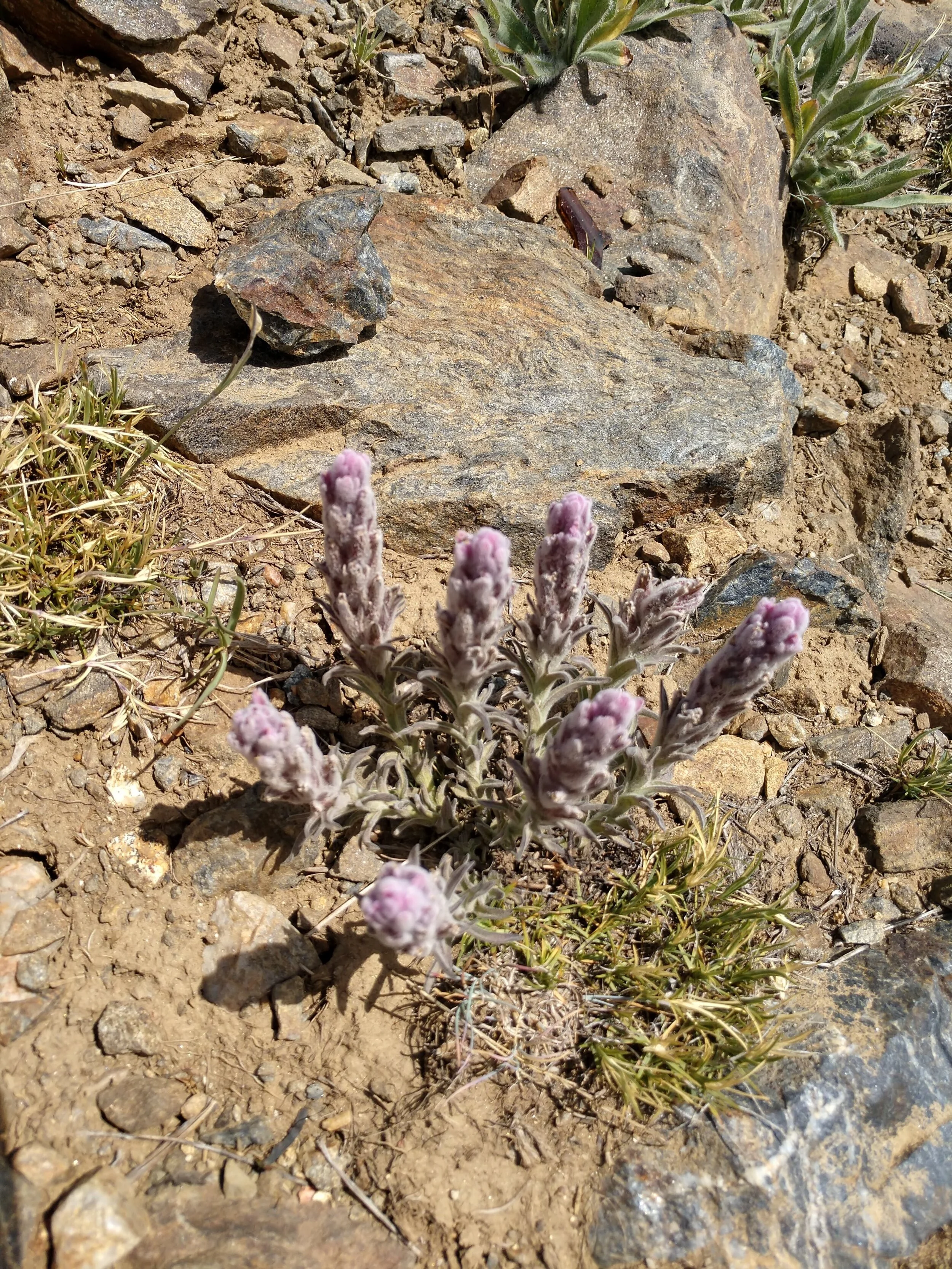 Photo Gallery — Native Plant Society of Oregon Portland