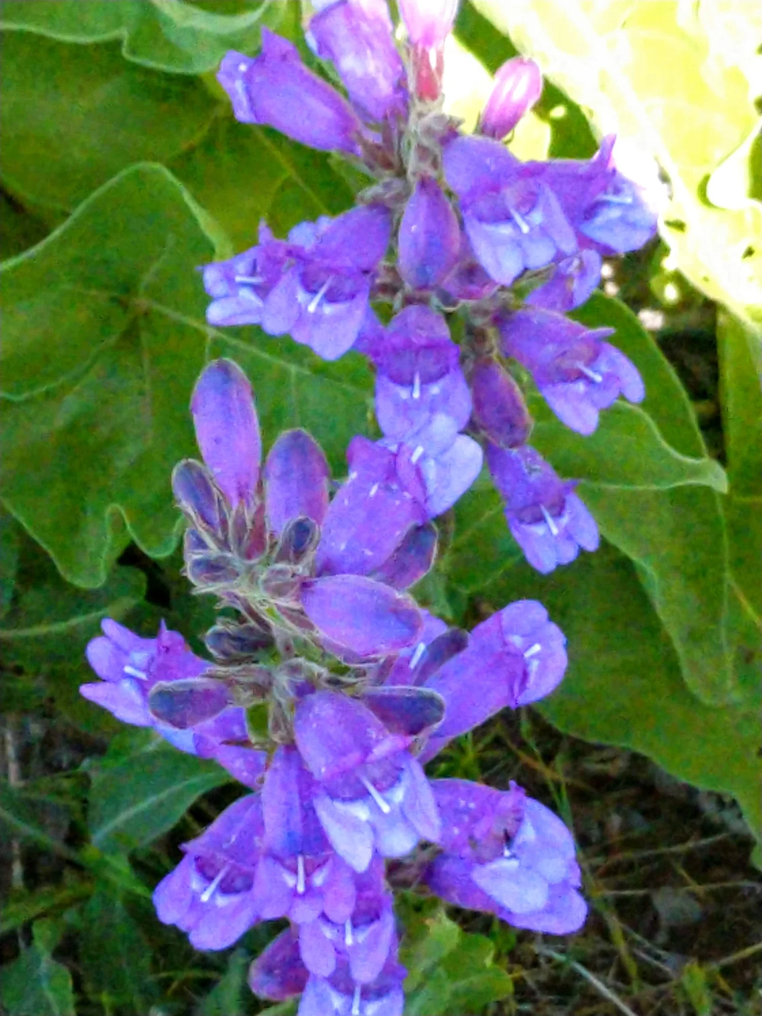 Native Plant Society of Oregon Portland Chapter