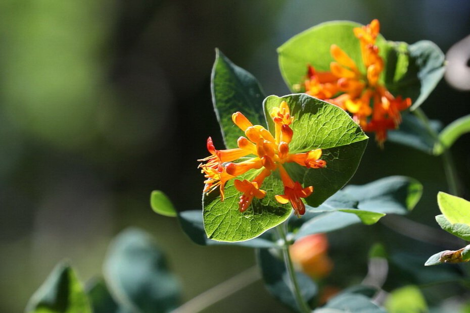 Washington County Small Woodlands Plant Sale — Native Plant Washington County Small Woodlands Plant Sale — Native Plant