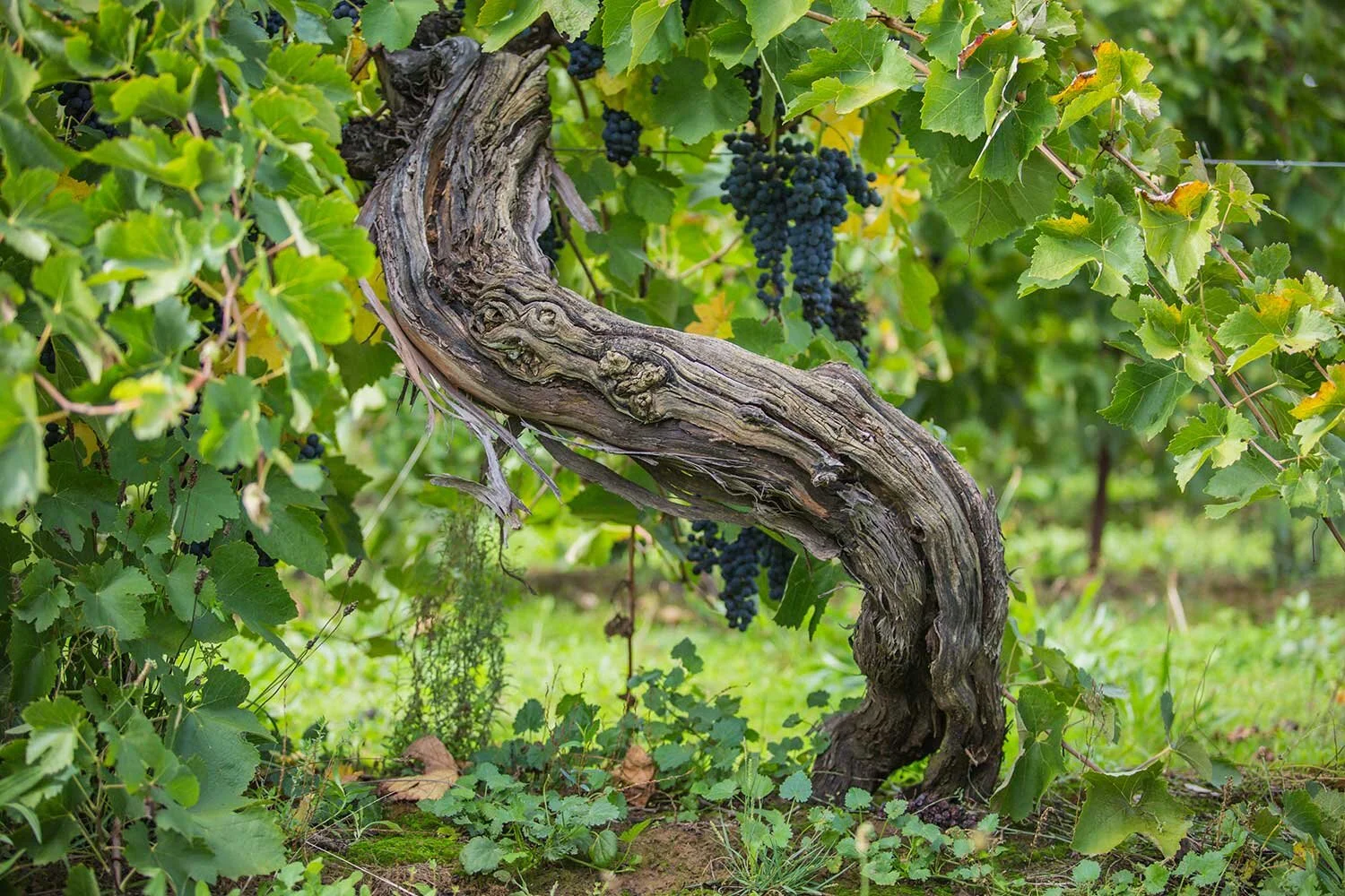 grape-vines.jpg