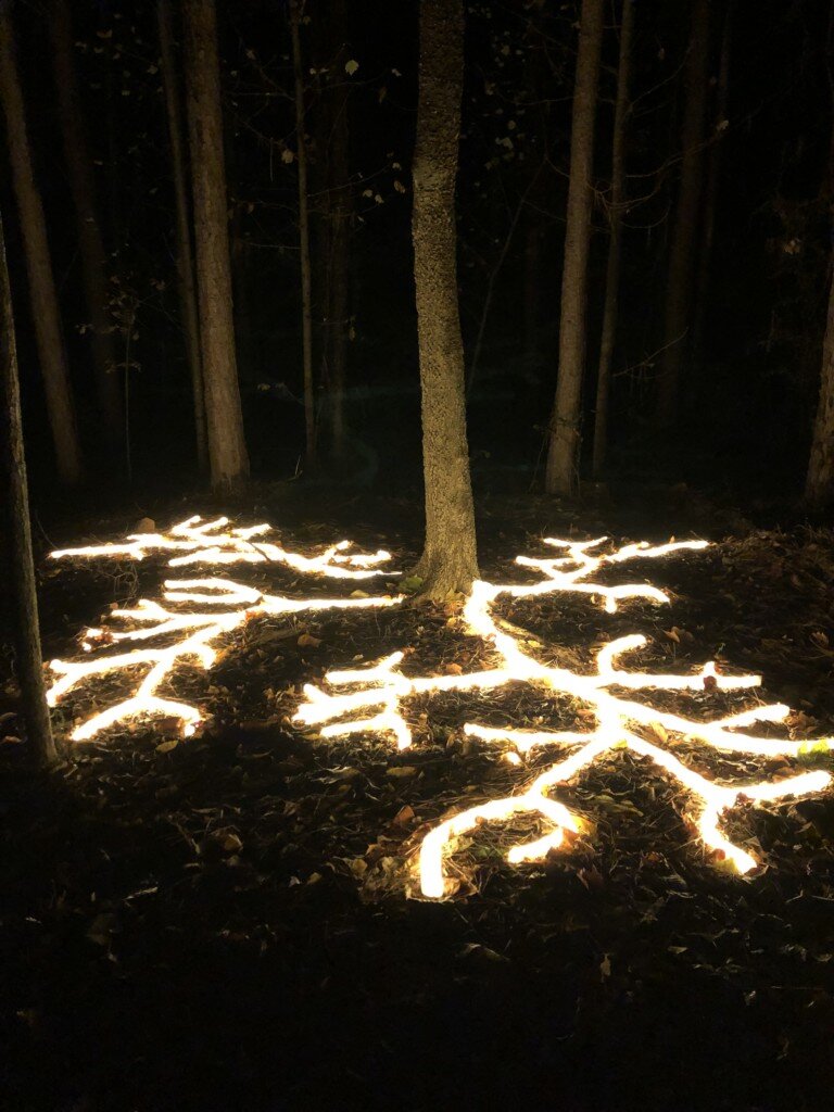 Roots, 2019, Meredith Connelly