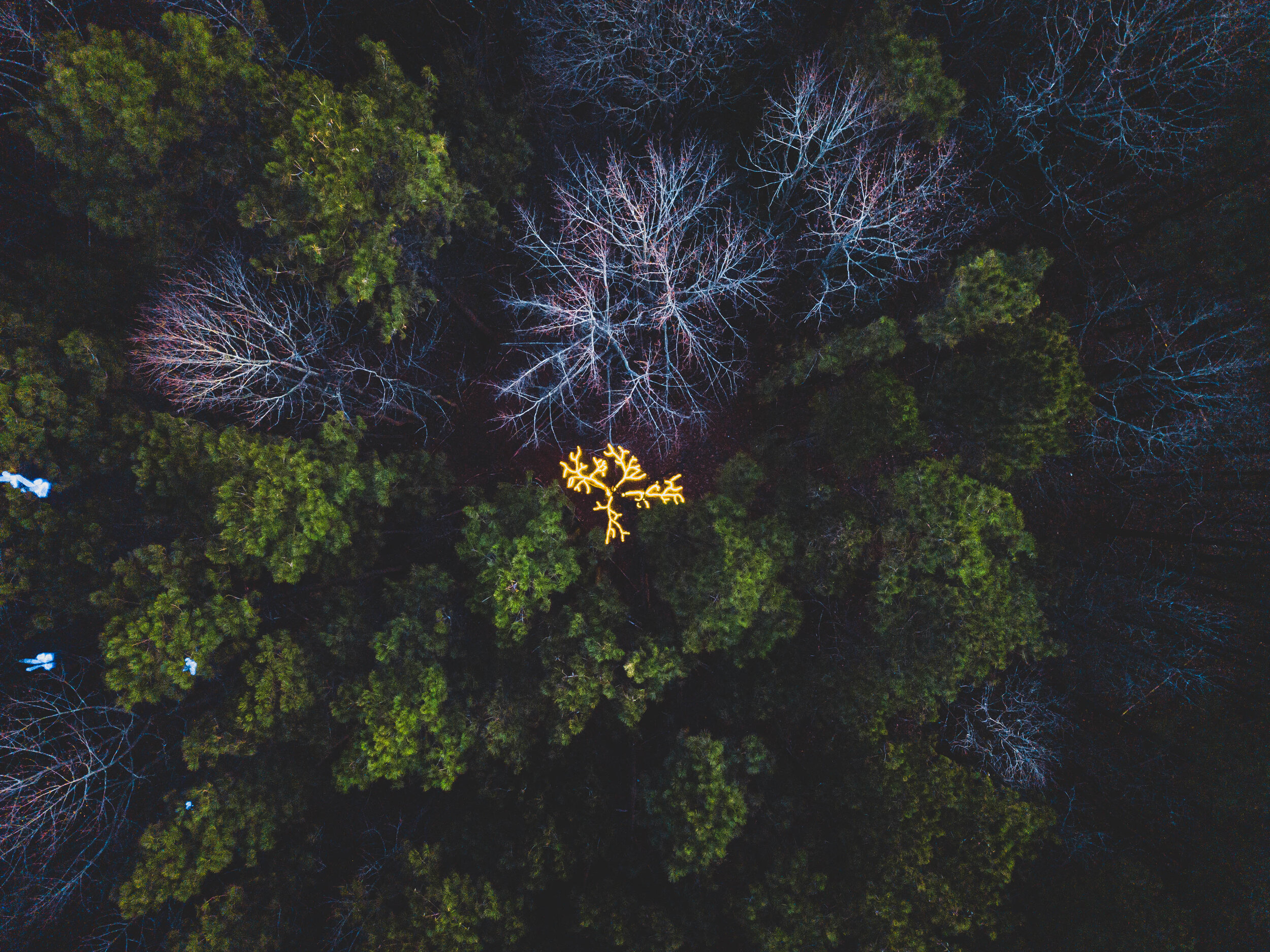 Roots, aerial shot of temporary, site-specific installation