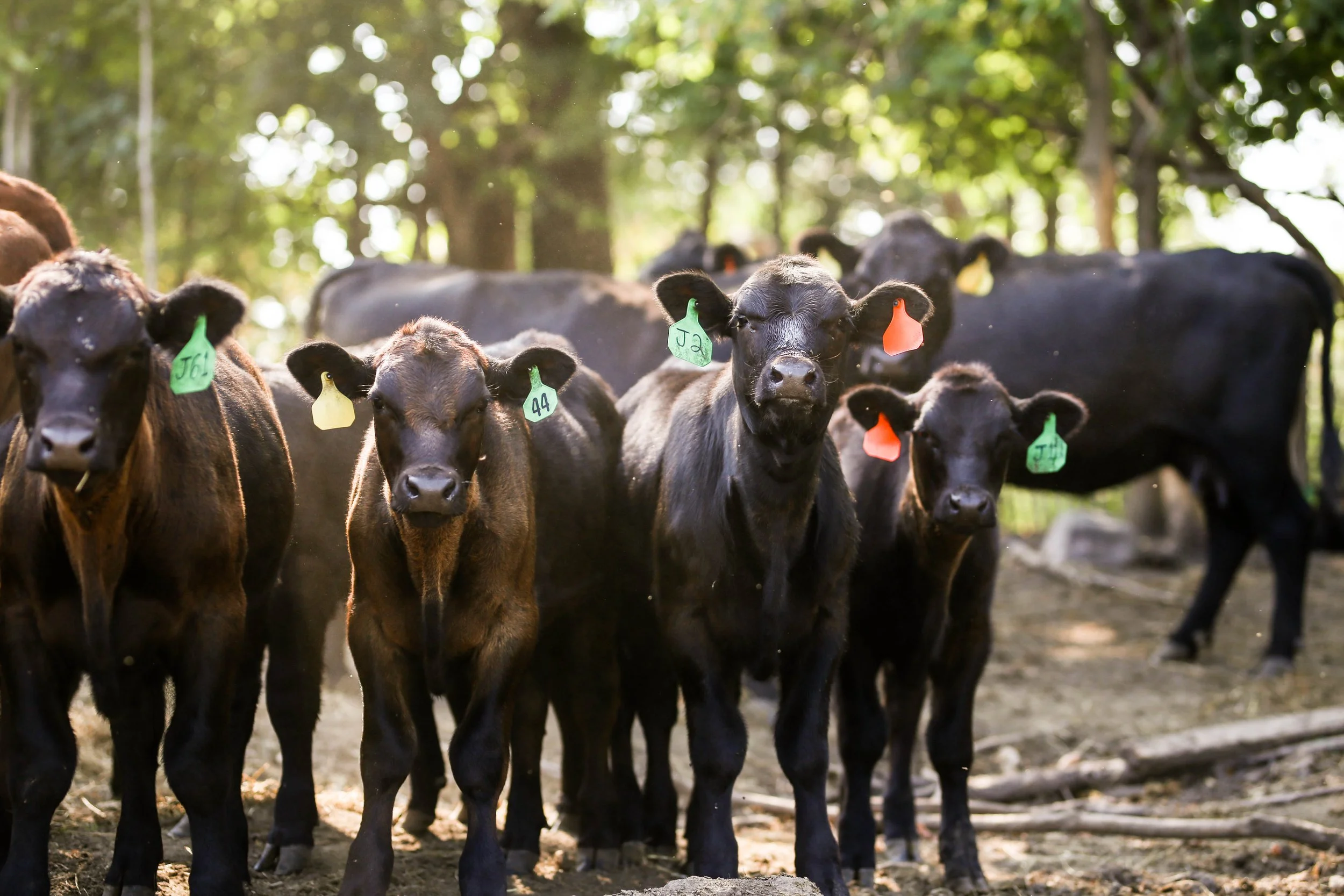 Kid's Corner What Do Cattle Eat? — Sasse Lake Farms Beef