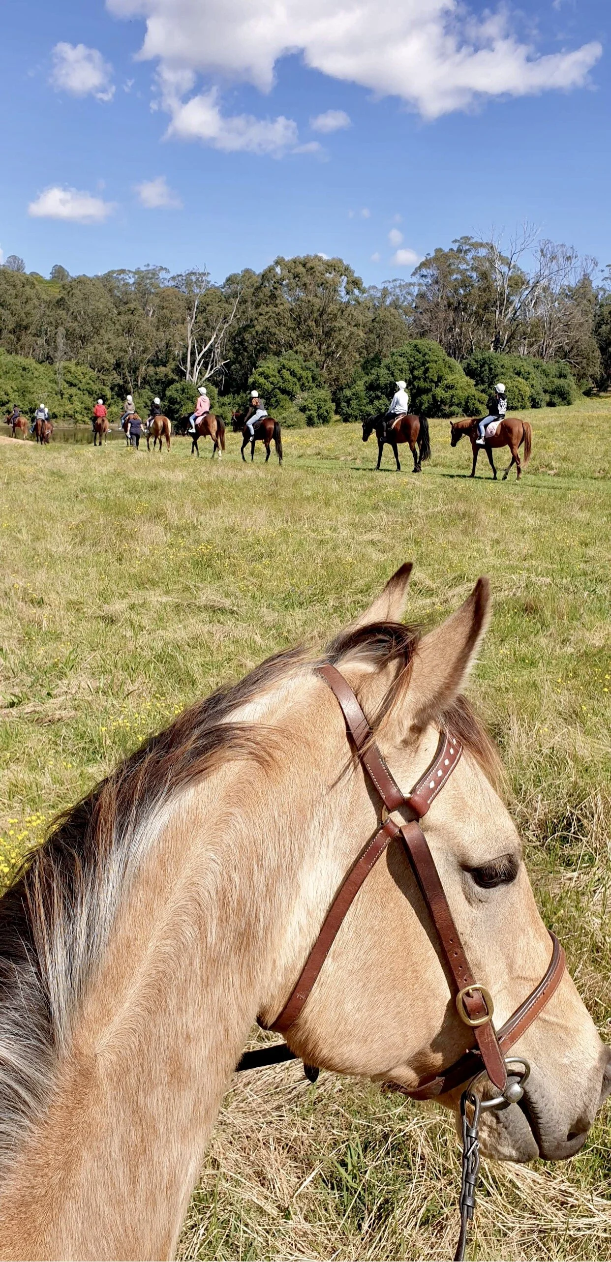 Beautiful bush trail ride in the distance with a lovely horse in the foreground
