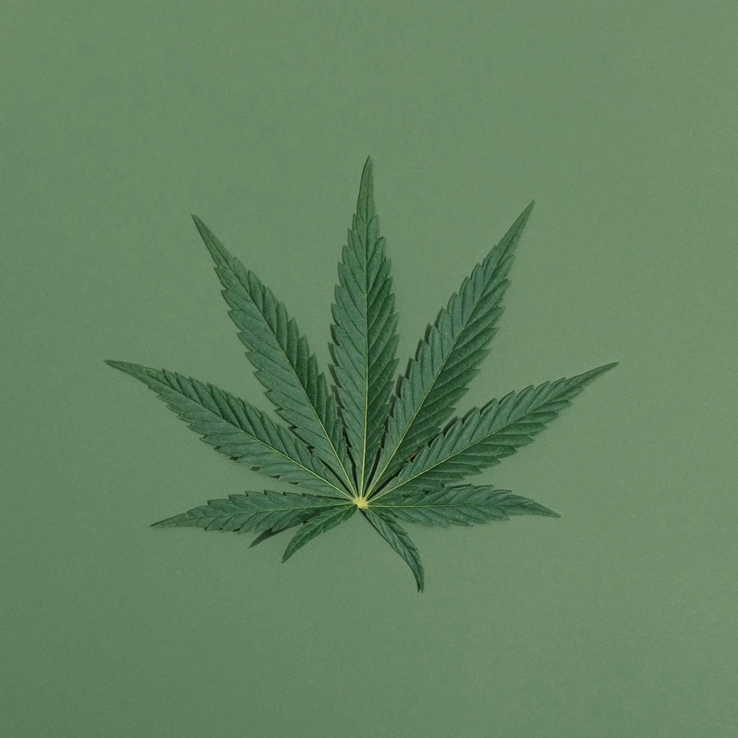 Cannabis &amp; the Impact on Egg Quality