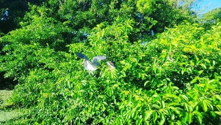 Morning at Wakodahatchee Wetlands, watching all the new babies. #swamptromper #floridawoman #wildlifephotography
