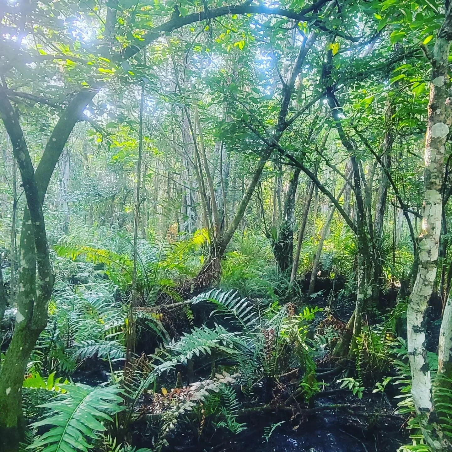 Sunday Swamp Tromp at Loxahatchee.  The big scores: pielated woodpecker, Sandhill cranes. Also, I was menaced by a large grasshopper who decided to crawl up my pants leg and head for the promised land. Toxic masculinity is everywhere! ;)