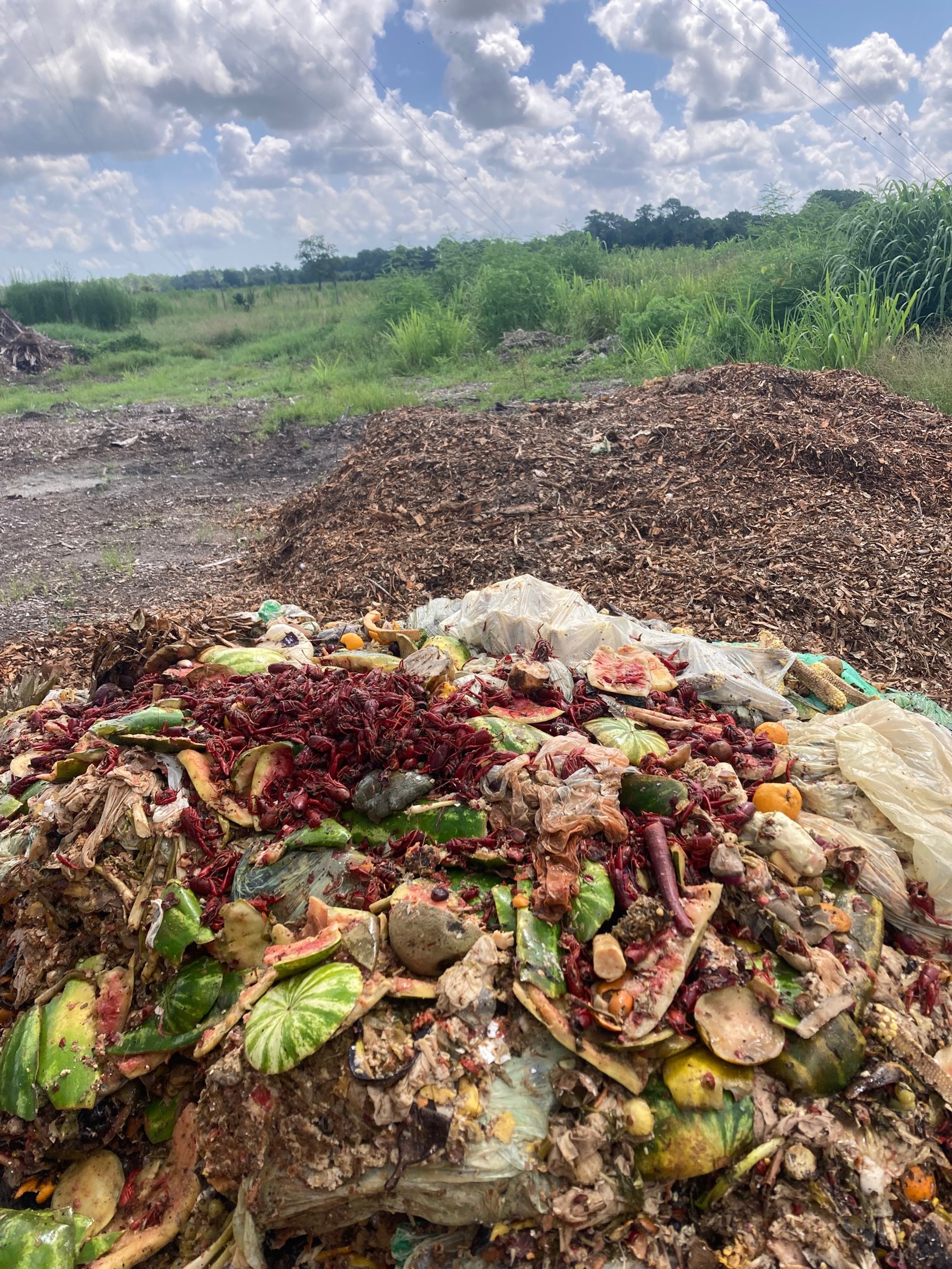 Colorful compost