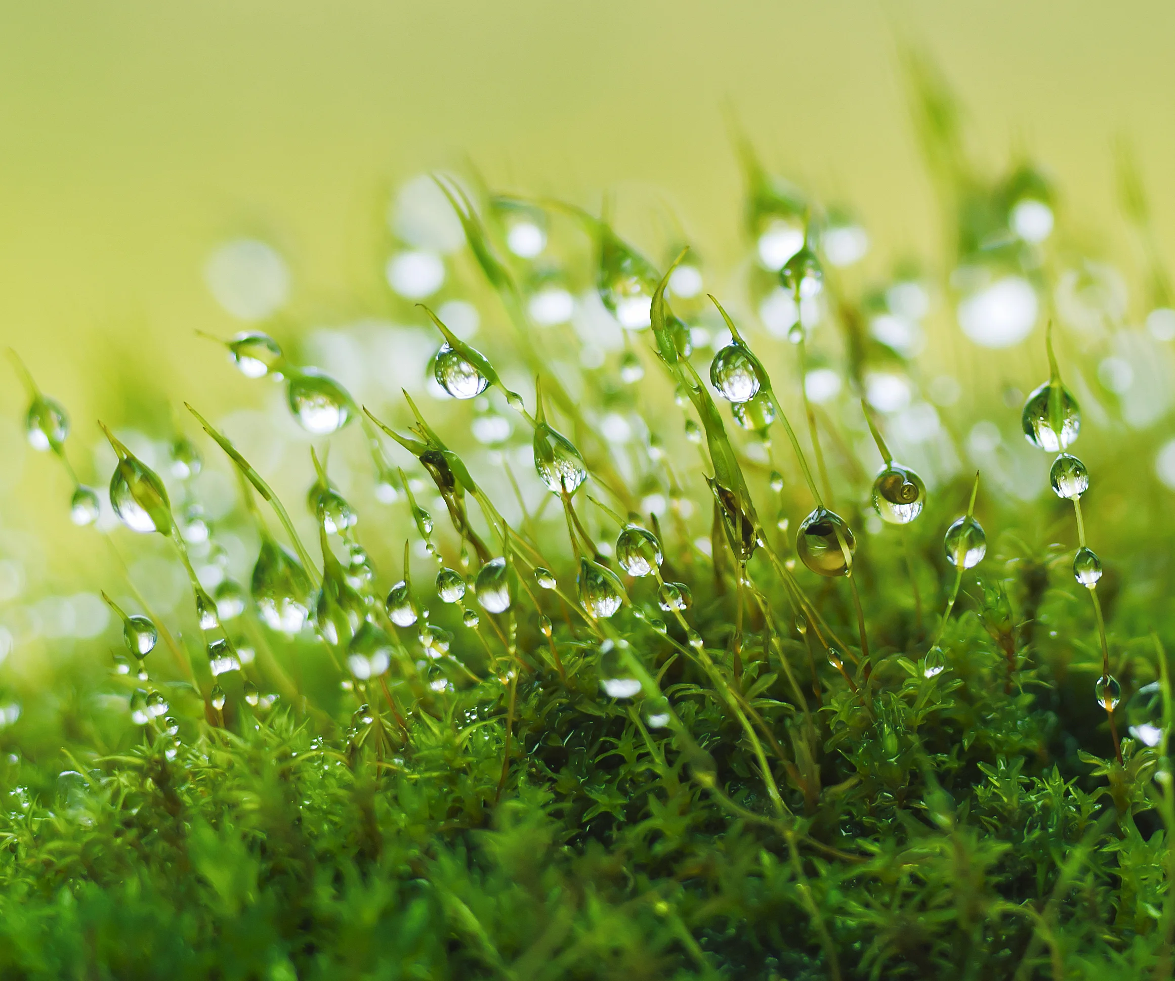 Dewy Grass Spring Bowen Therapy Sydney