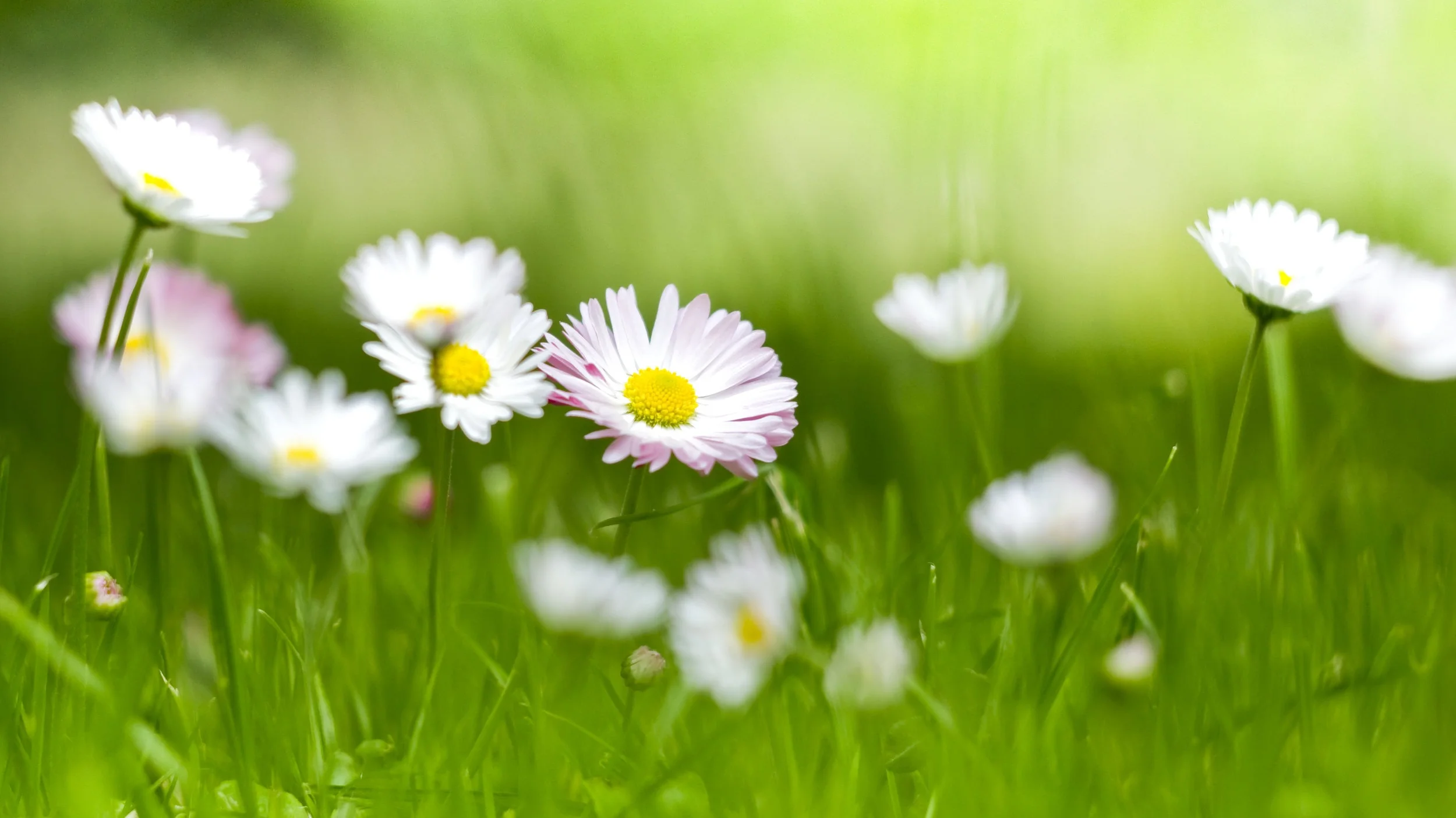 Daisies