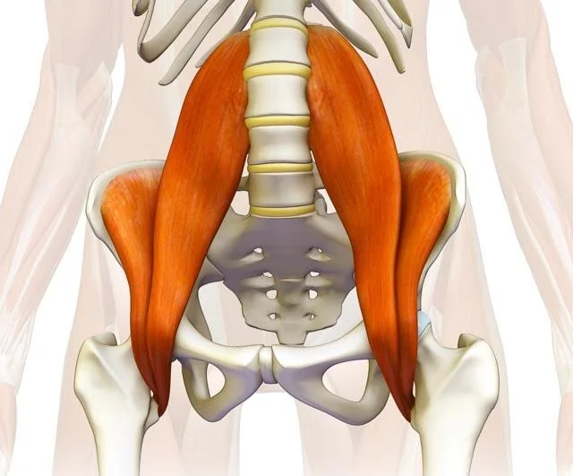 The psoas muscle (part 1)