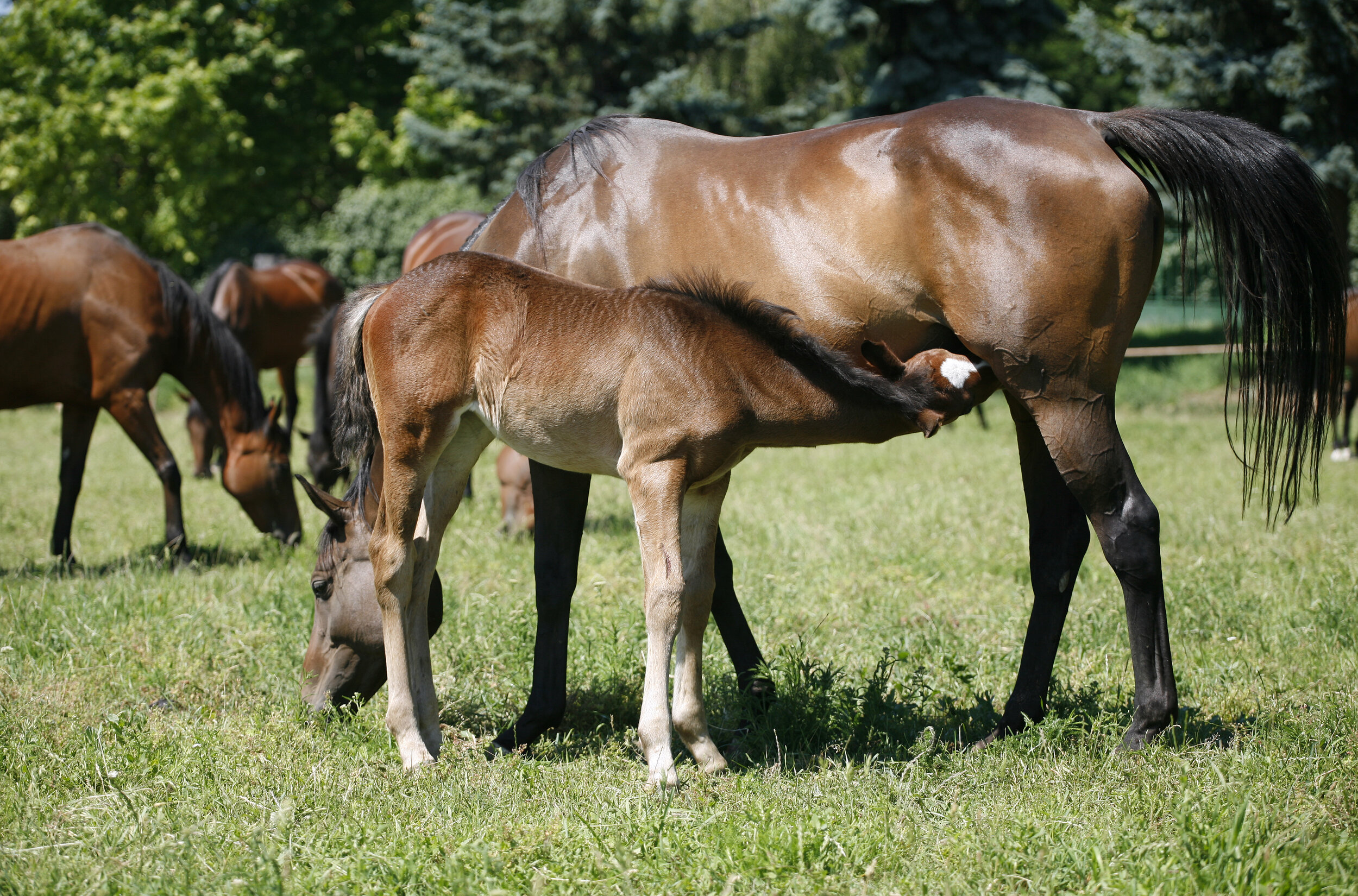 Equine breeding and reproduction