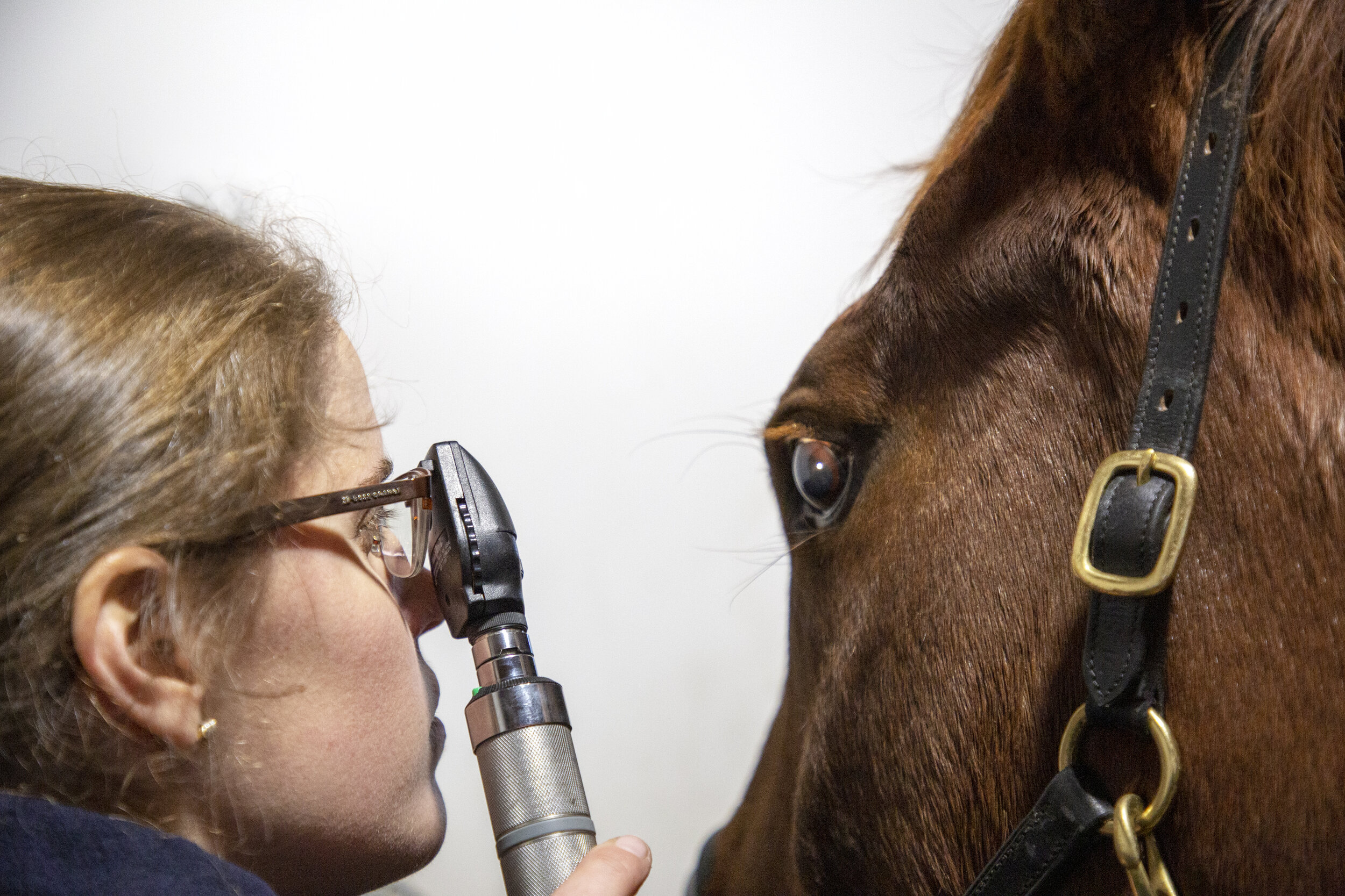 Horse ophthalmology