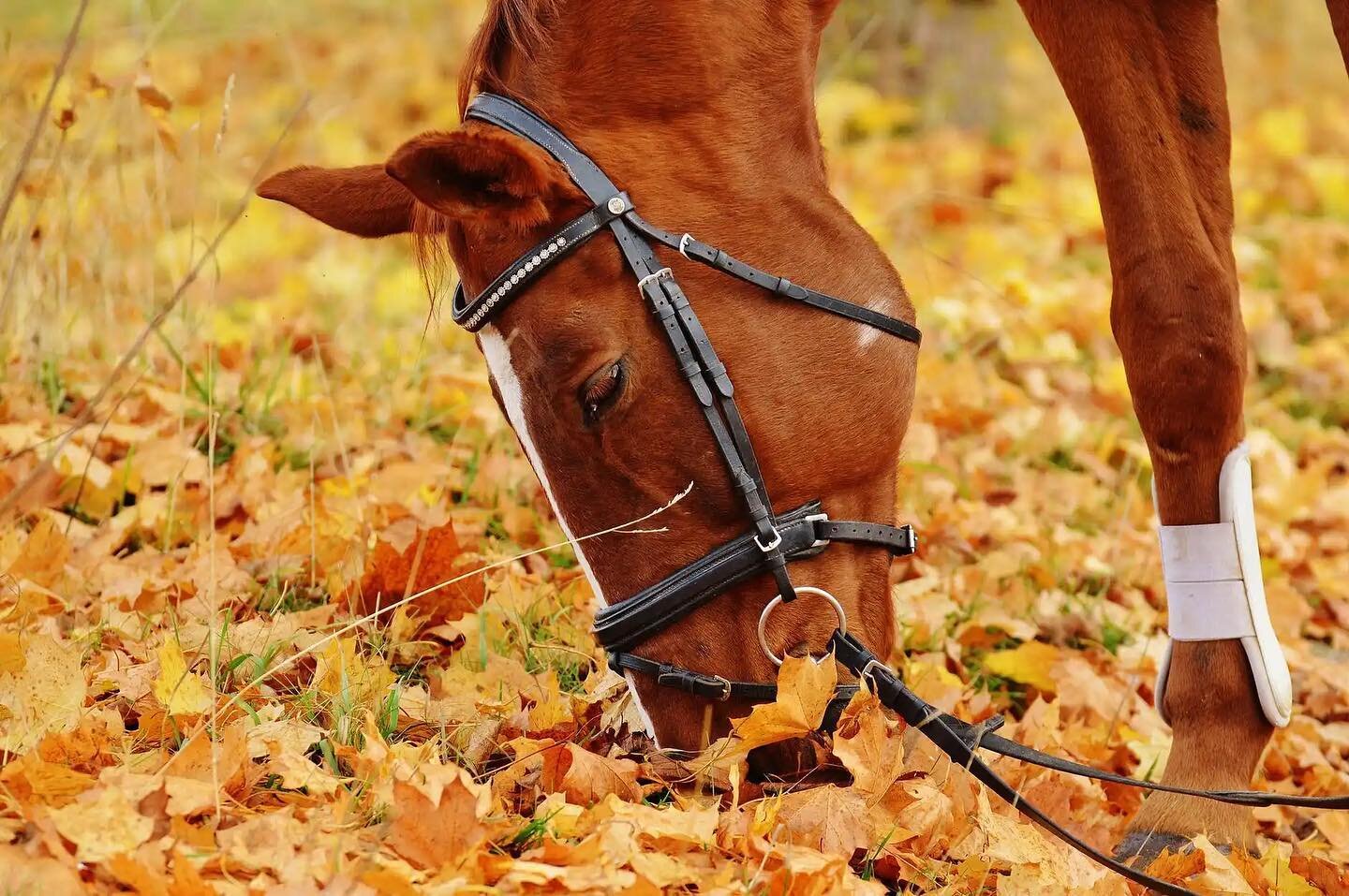 As Autumn is creeping upon us, it&rsquo;s that time of year to start thinking about testing your horse for tapeworm 🍁🍂

We offer tapeworm blood testing as well as saliva test kits. You&rsquo;re welcome to bring your horse to us to avoid a visit cha