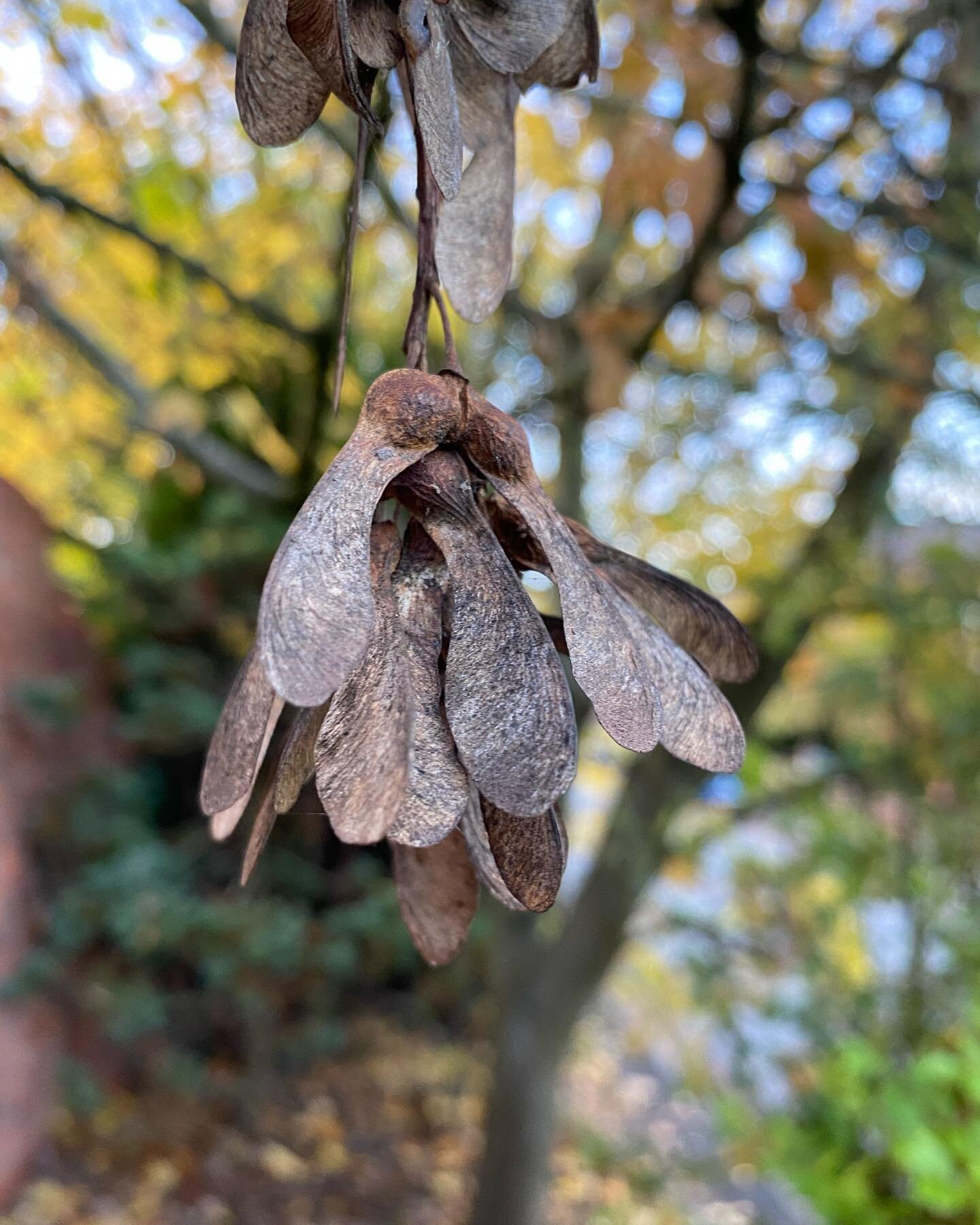 ⚠️ Sycamore poisoning ⚠️

November is typically the month that we worry about Sycamore Poisoning. This year there is an increase in the number of cases being seen in the UK. This is likely due to the conditions being just right for hypoglycin A (the 