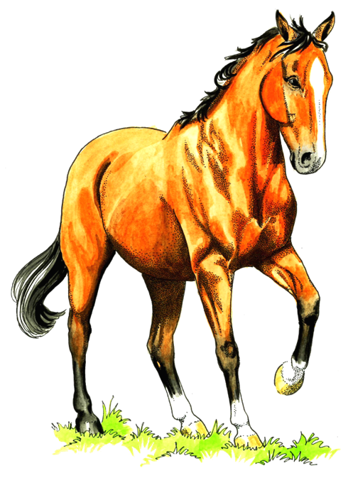horse logo.png