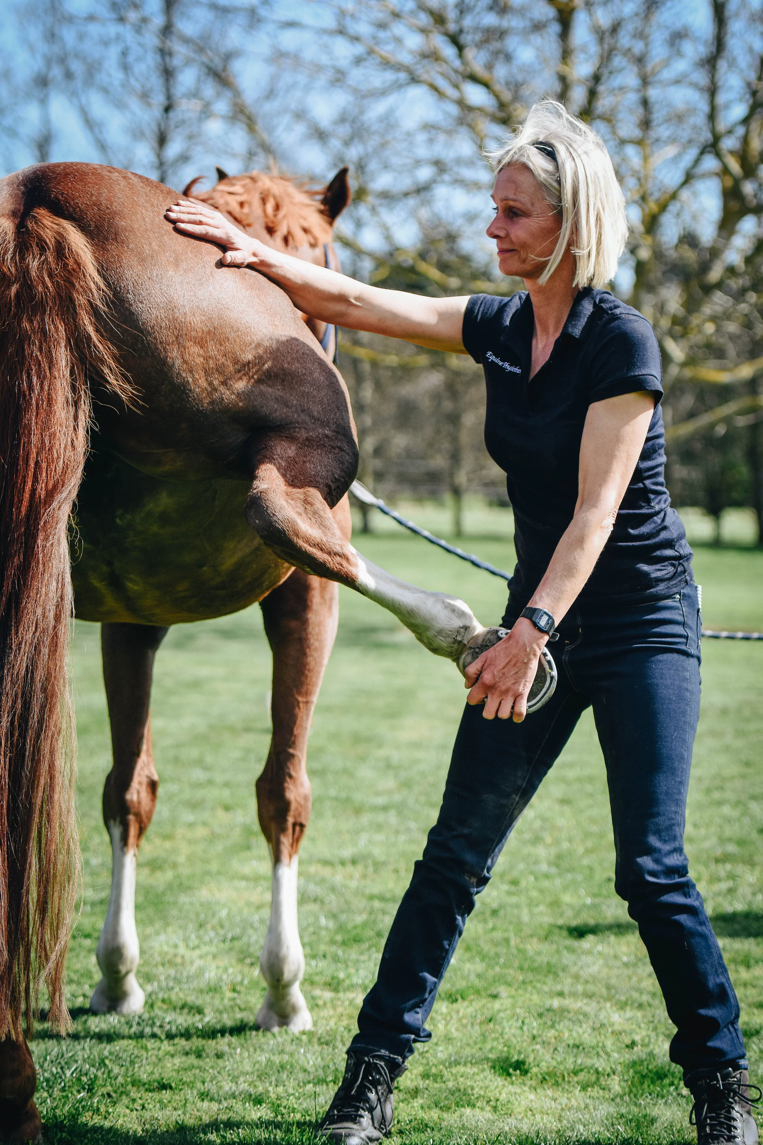 Living Anatomy of the Horse