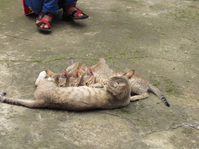 mama cat feeding kittens