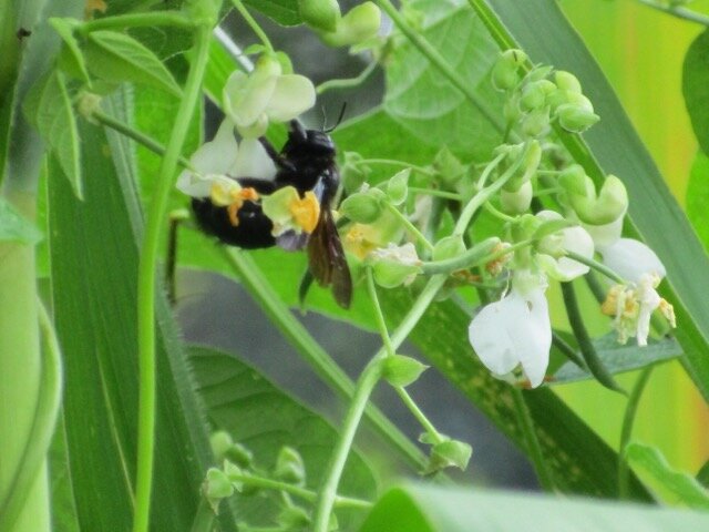 bees and peas.jpg