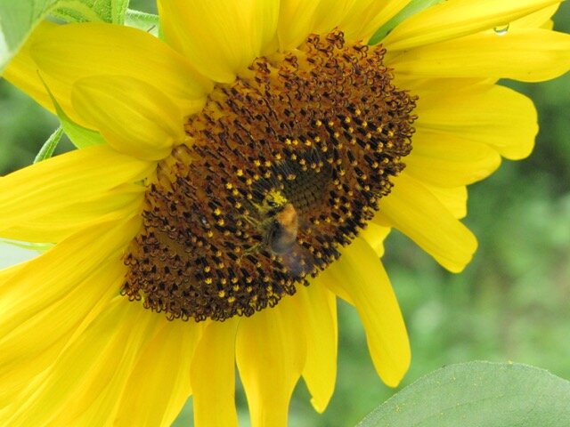 sunflower and bee.jpg