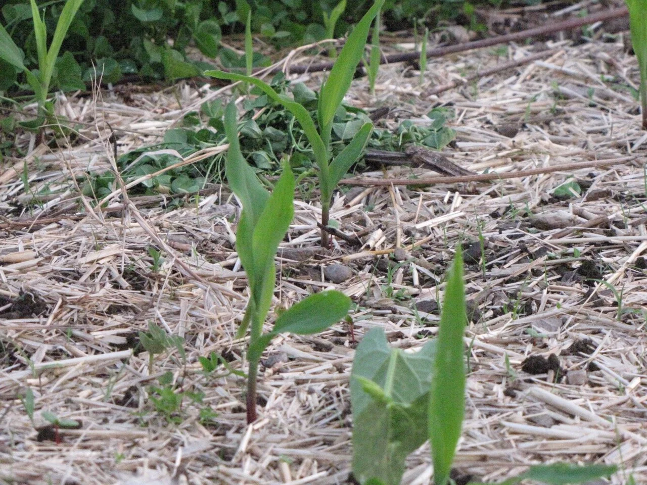 ermerging corn.jpg