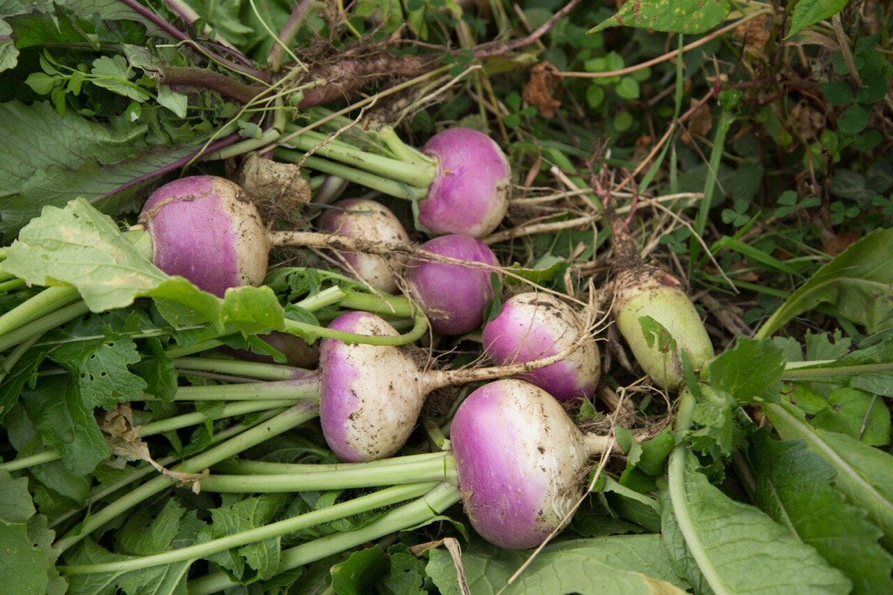 turnips shri.jpg