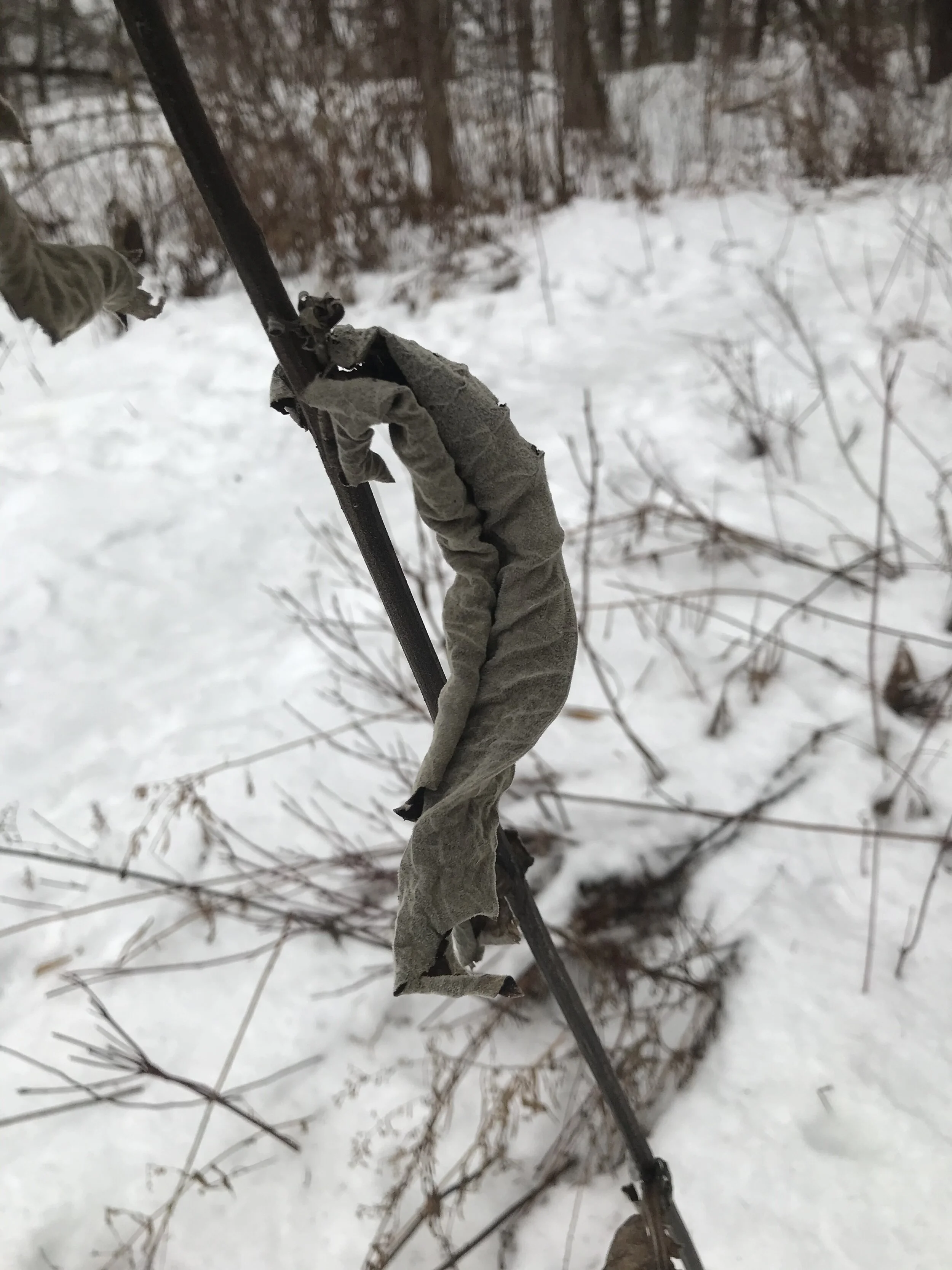  An Elecampane (“Elfdock”) leaf suspended in a Vermont winter field. 