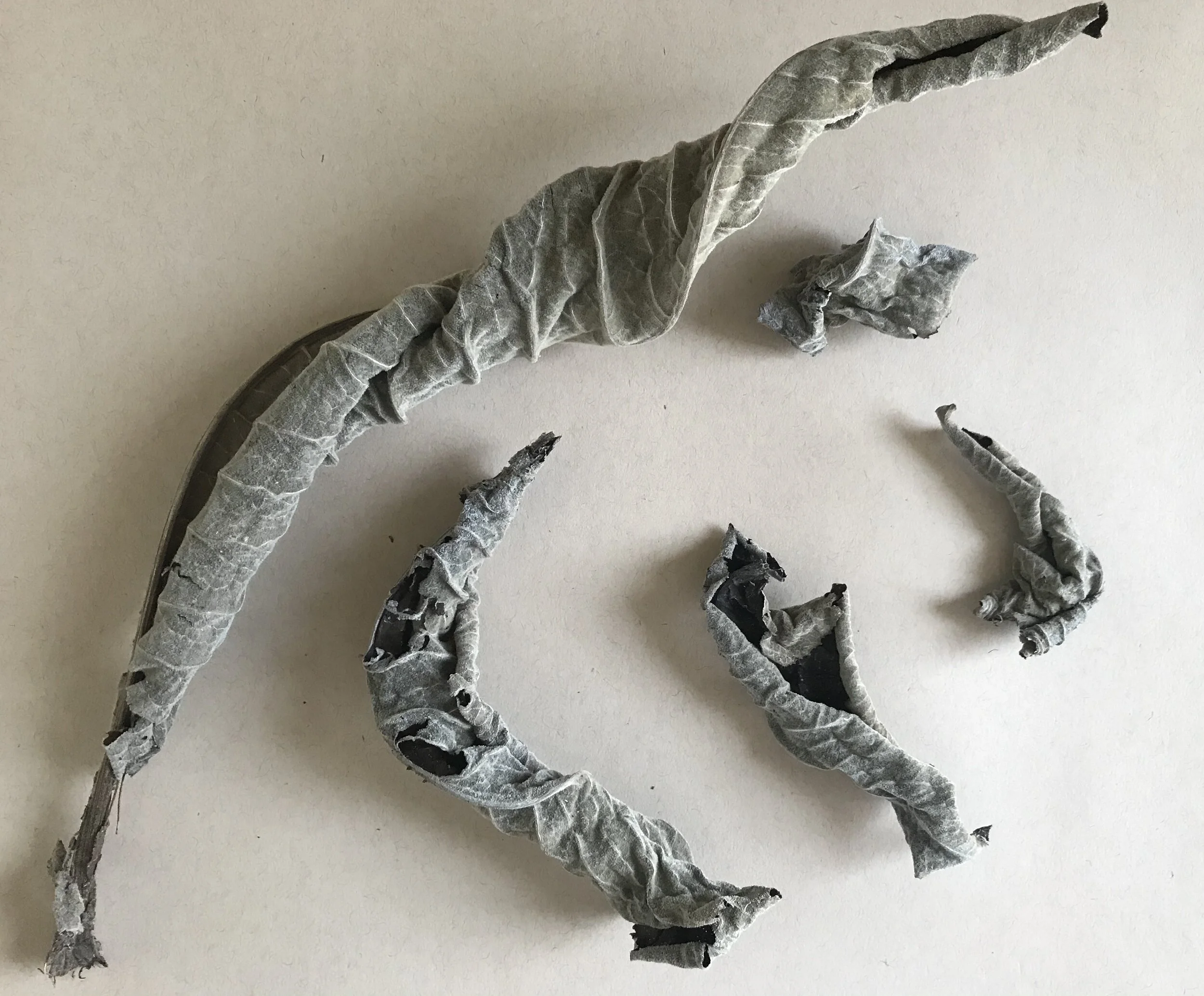  Collected Elfdock leaves. 