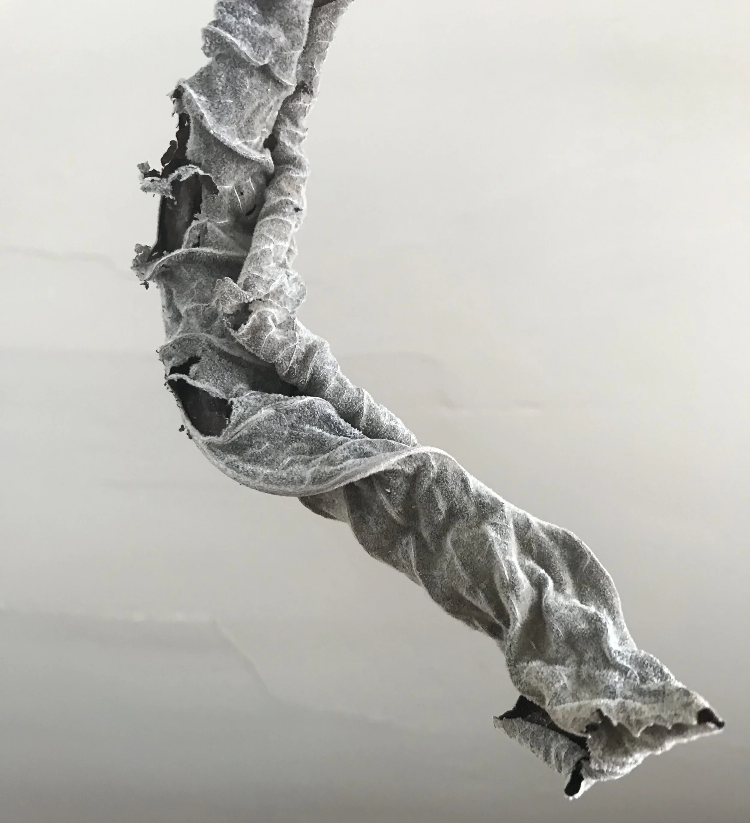  Collected Elfdock leaf for focused study. 