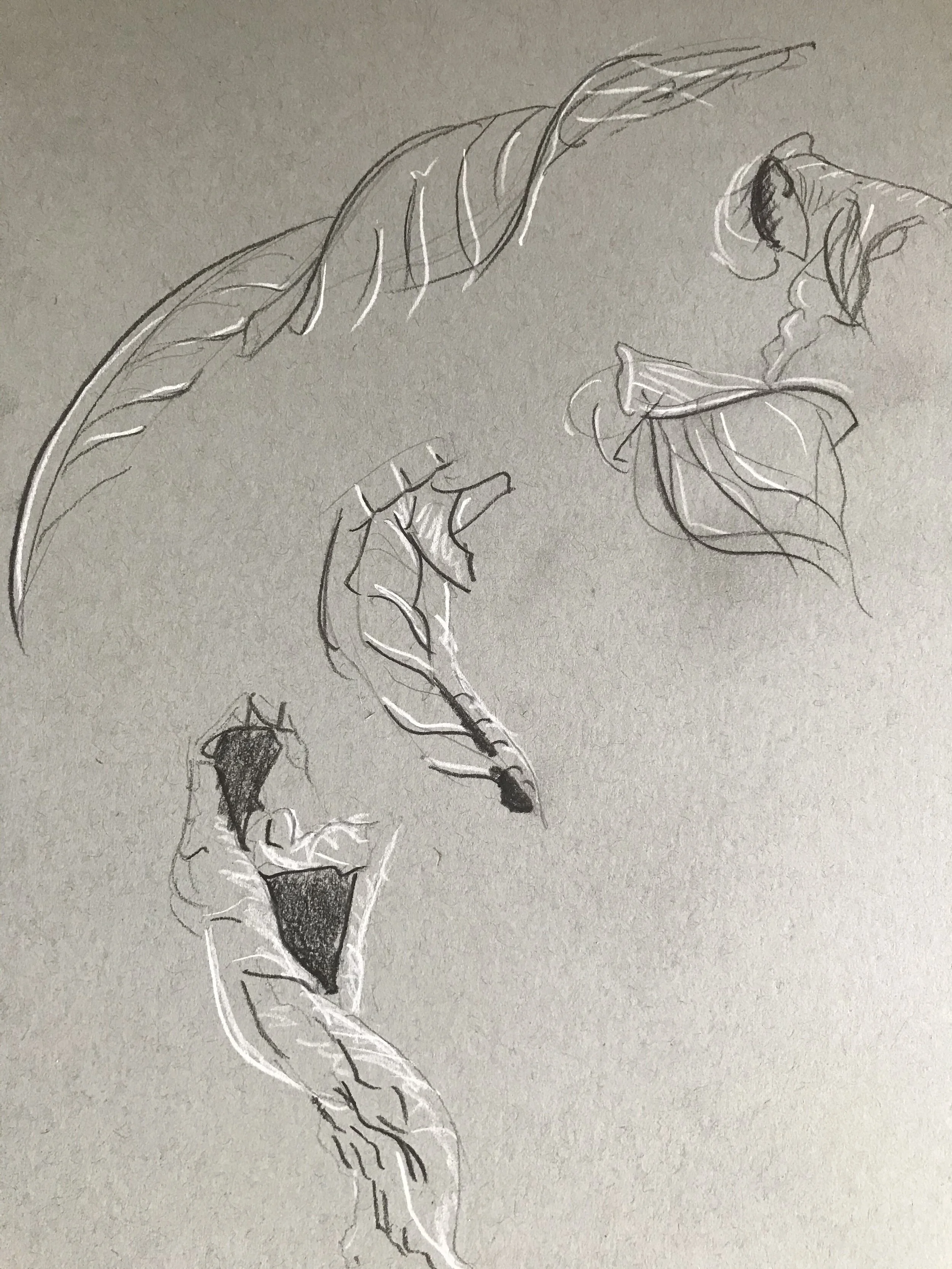  Gestural sketches of leaf forms. 