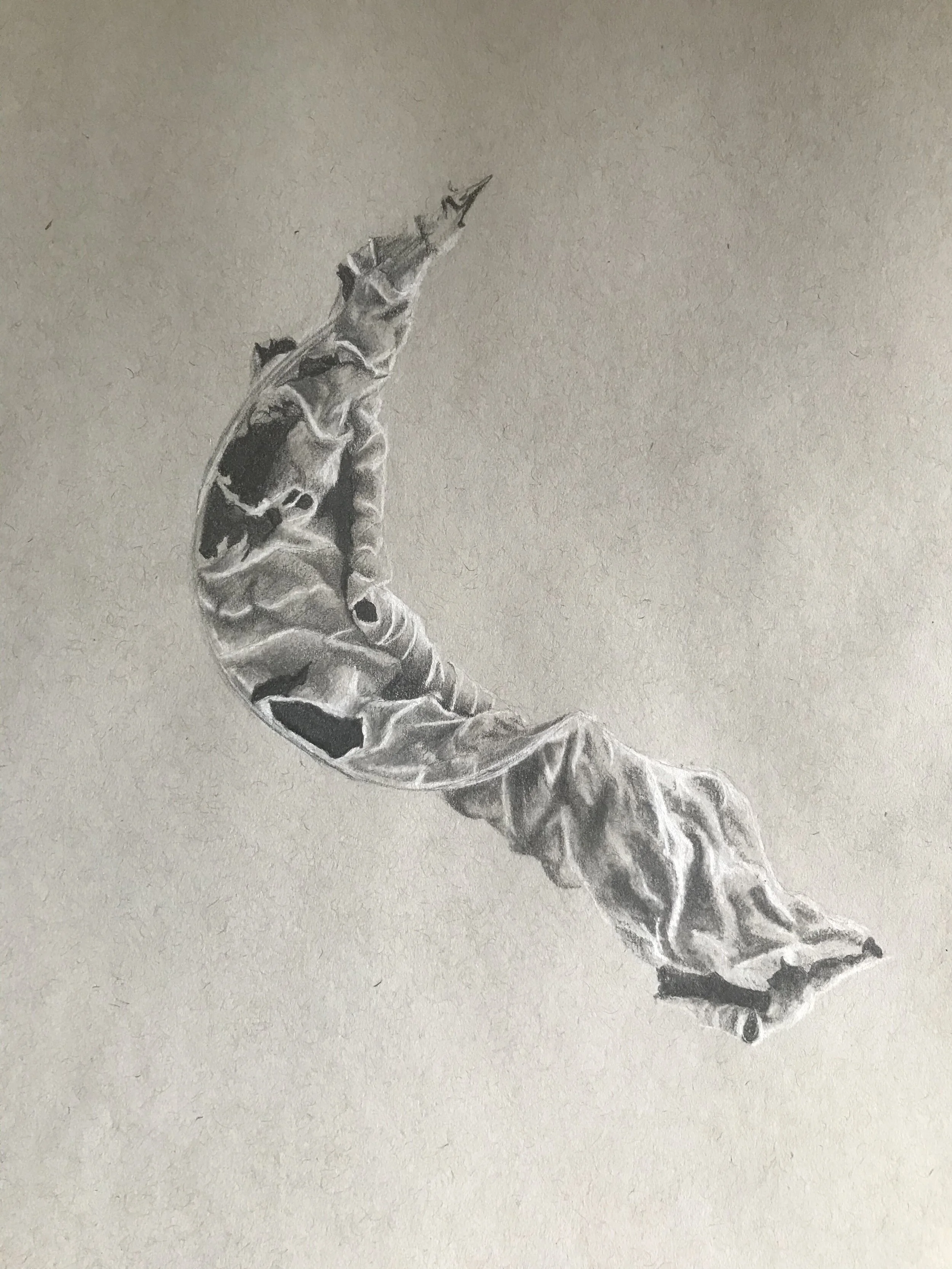  Detailed study drawing of an Elfdock leaf. 