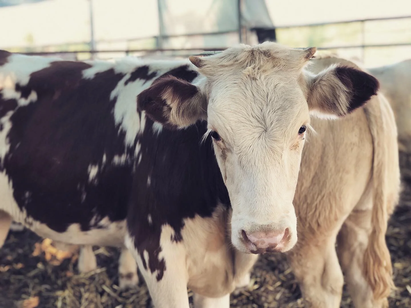 4° ERCHA REGIONAL SHOW LAZIO