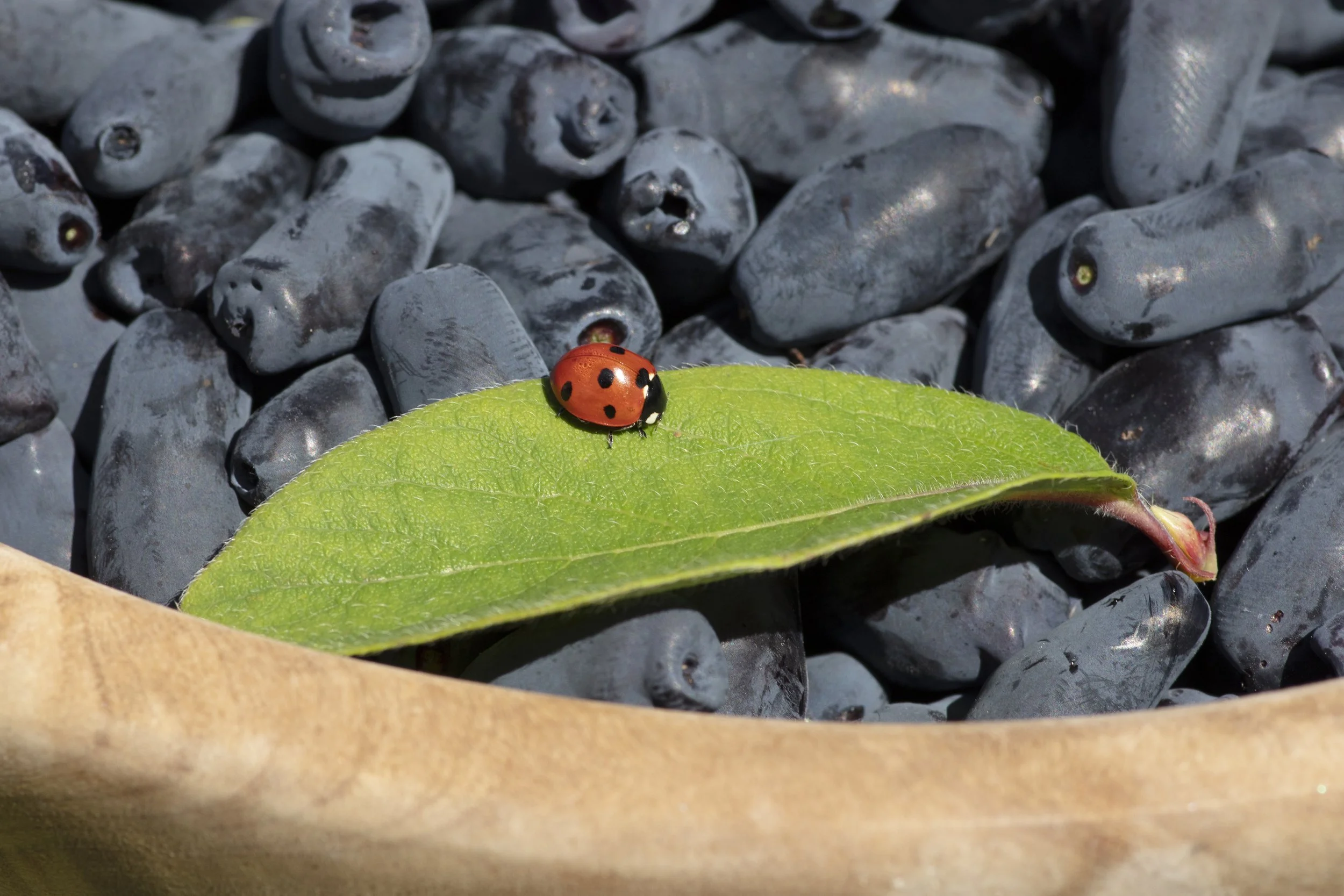 A close-up of a red ladybug with black spots resting on a green leaf, with a background of dark, smooth stones.