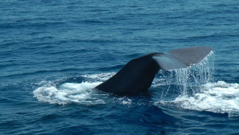 B 14 La baleine.jpg