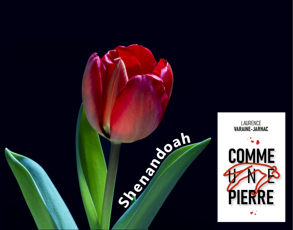 CHRONIQUE de @shenandoah