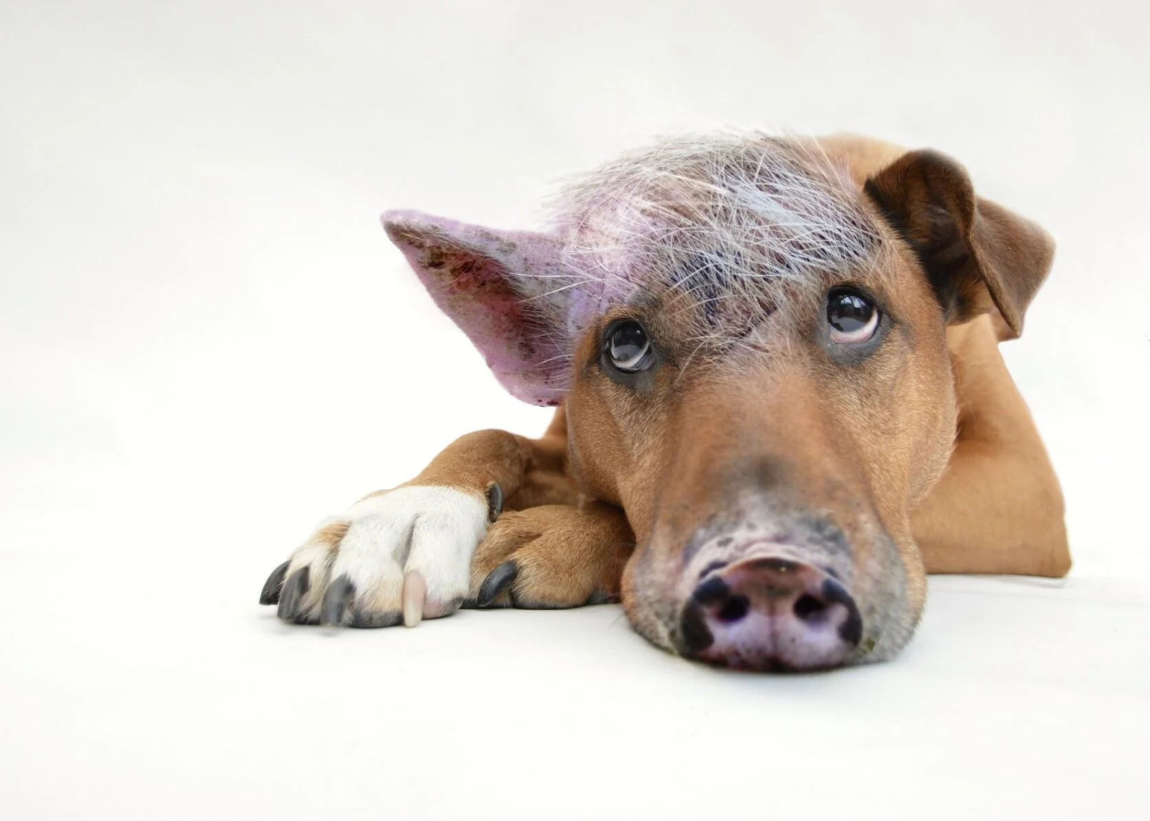 Innerer Schweinehund, wie lieb Du mir bist!
